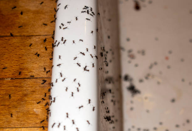 Pest Control Cost in Cottonwood, MN