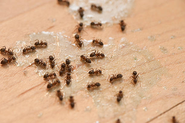 Best Flea Control Services  in Cottonwood, MN